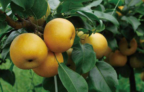 ���ӵĹ�Ч������ ������ʲô��������